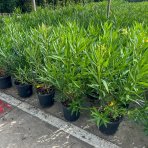 Oleander obyčajný (Nerium oleander) ´MARIE GAMBETTA´ - ŽLTÝ - výška 40-60 cm, kont. C3L (-10/-12°C)
